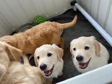 Golden Retriever Puppies - Photo 6