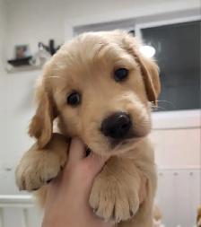 Golden Retriever Puppies - Photo 7