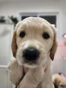 Golden Retriever Puppies - Photo 8