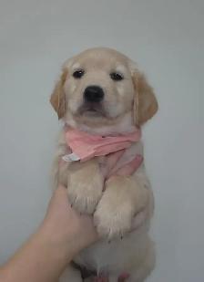 Golden Retriever Puppies - Photo 9