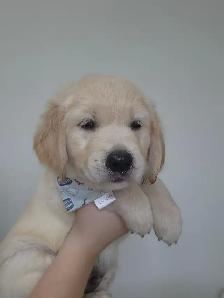 Golden Retriever Puppies - Photo 10