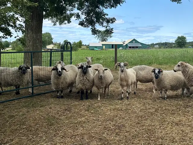 Rideau Arcott & Scottish Black Nose Ewes