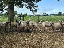 Rideau Arcott & Scottish Black Nose Ewes