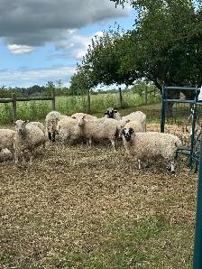 Rideau Arcott & Scottish Black Nose Ewes - Photo 2