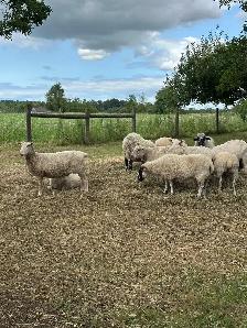 Rideau Arcott & Scottish Black Nose Ewes - Photo 3