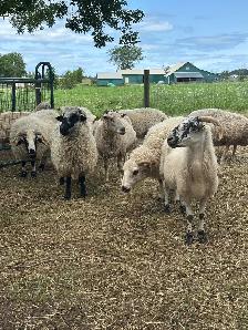 Rideau Arcott & Scottish Black Nose Ewes - Photo 4