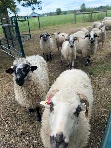 Rideau Arcott & Scottish Black Nose Ewes - Photo 5
