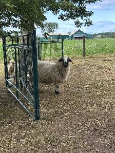 Rideau Arcott & Scottish Black Nose Ewes - Photo 6