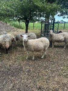 Rideau Arcott & Scottish Black Nose Ewes - Photo 7