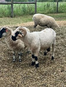 Rideau Arcott & Scottish Black Nose Ewes - Photo 8