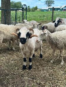 Rideau Arcott & Scottish Black Nose Ewes - Photo 9
