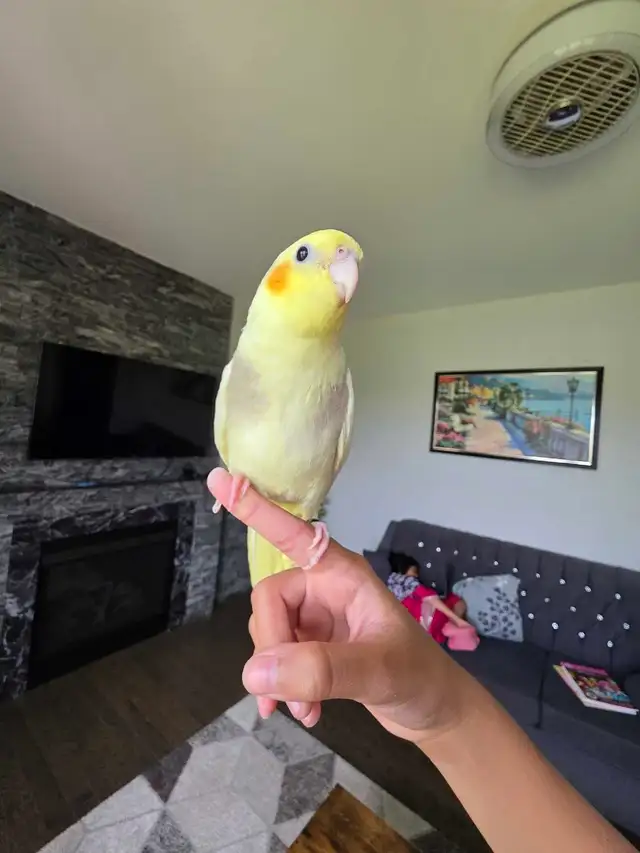Cocktail Baby