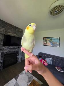 Cocktail Baby