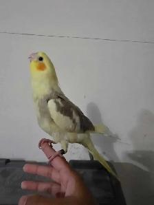 Cocktail Baby - Photo 2