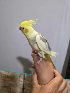 Cocktail Baby - Photo 3