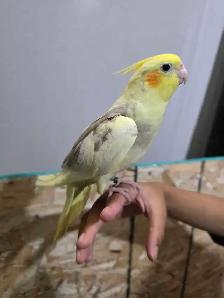 Cocktail Baby - Photo 4
