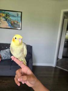 Cocktail Baby - Photo 7