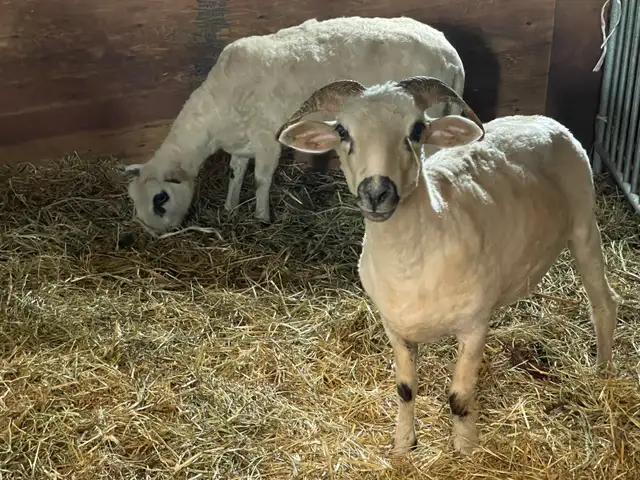 F1 Valais Black Nose Yearlings