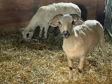 F1 Valais Black Nose Yearlings
