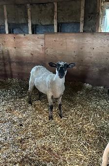 F1 Valais Black Nose Yearlings - Photo 2