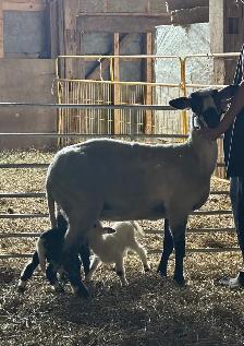 F1 Valais Black Nose Yearlings - Photo 3