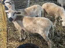 F1 Valais Black Nose Yearlings - Photo 4