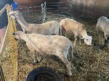 F1 Valais Black Nose Yearlings - Photo 6