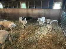F1 Valais Black Nose Yearlings - Photo 7