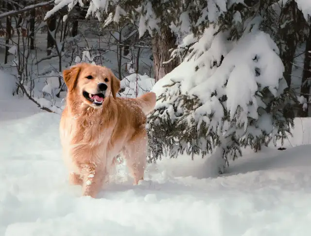 Golden Retriever Puppies