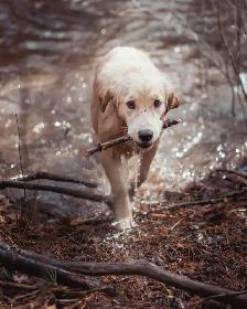 Golden Retriever Puppies - Photo 3