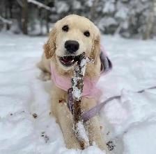 Golden Retriever Puppies - Photo 5