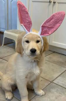 Golden Retriever Puppies - Photo 6