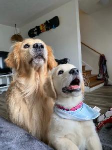 Golden Retriever Puppies - Photo 7