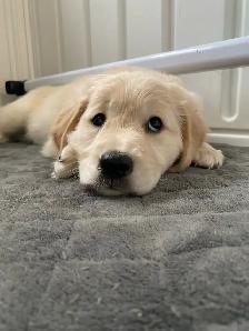 Golden Retriever Puppies - Photo 10