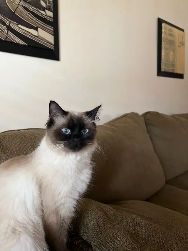 missing cat
