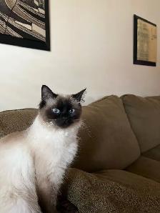 missing cat