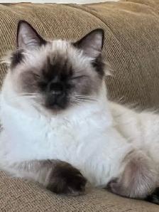 missing cat - Photo 2