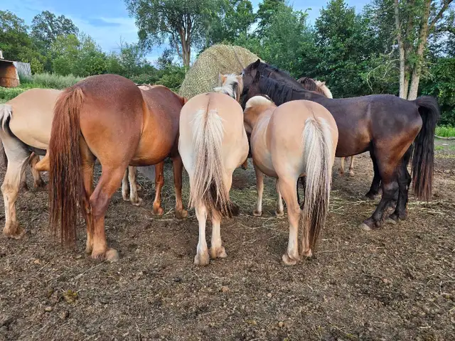 half lease