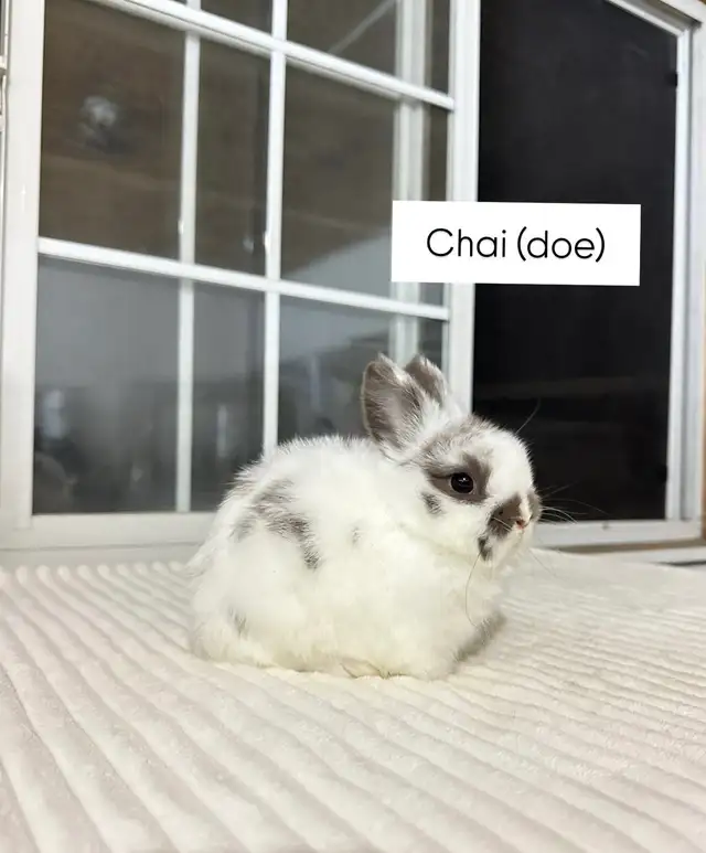 Tiny Netherland Dwarf baby bunnies