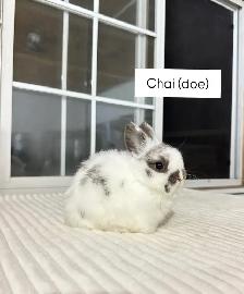 Tiny Netherland Dwarf baby bunnies