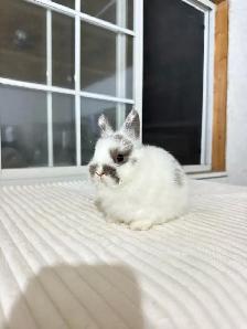 Tiny Netherland Dwarf baby bunnies - Photo 2
