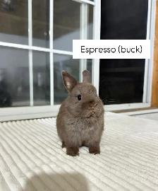 Tiny Netherland Dwarf baby bunnies - Photo 3