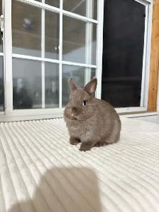 Tiny Netherland Dwarf baby bunnies - Photo 4