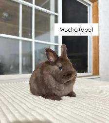 Tiny Netherland Dwarf baby bunnies - Photo 5