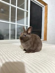 Tiny Netherland Dwarf baby bunnies - Photo 6