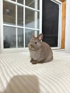 Tiny Netherland Dwarf baby bunnies - Photo 8