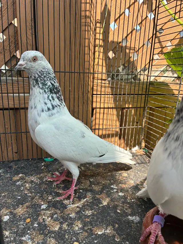 high flyer pigeon