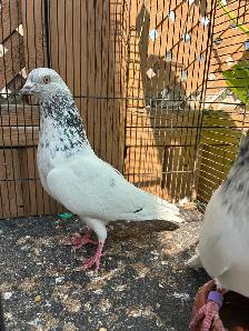 high flyer pigeon