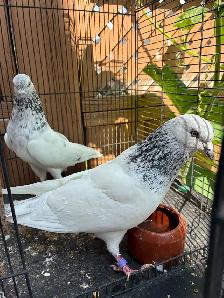 high flyer pigeon - Photo 2