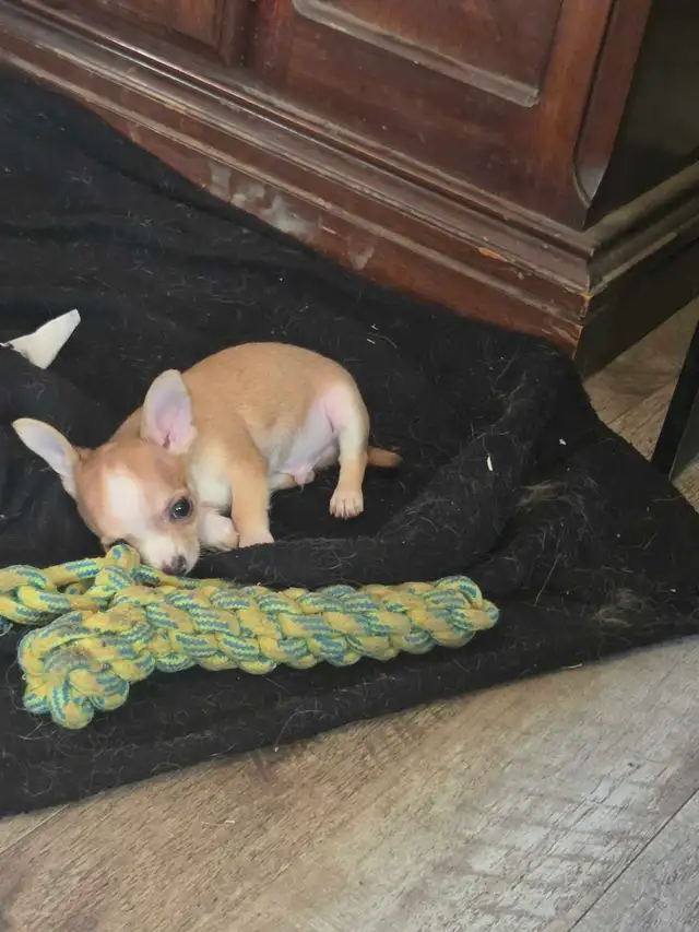 chihuahua puppies